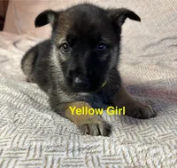 Yellow Girl, a female German Shepherd Dog and Siberian Husky for sale in Holton, MI – Photo 1 of 2