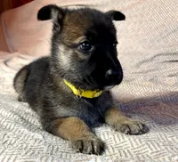 Yellow Girl, a female German Shepherd Dog and Siberian Husky for sale in Holton, MI – Photo 2 of 2