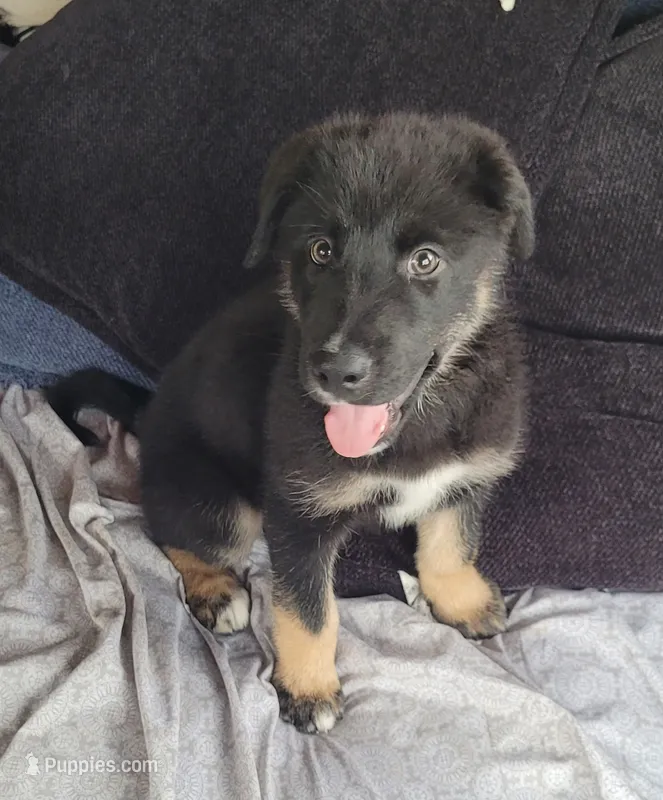 Shadow – German Shepherd Dog, Siberian Husky puppy for sale in Holton, MI