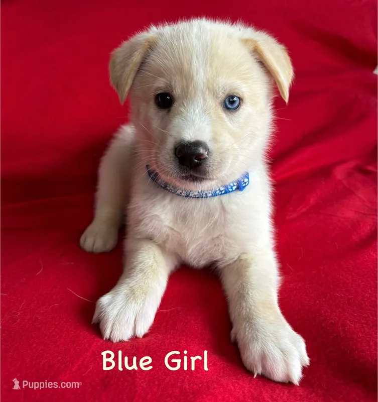 Blue Girl – German Shepherd Dog, Siberian Husky puppy for sale in Holton, MI