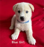 Blue Girl, a female German Shepherd Dog and Siberian Husky for sale in Holton, MI – 1 of 1