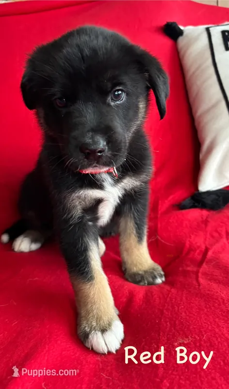 Red Boy – German Shepherd Dog, Siberian Husky puppy for sale in Holton, MI