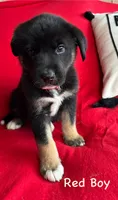 Red Boy, a male German Shepherd Dog and Siberian Husky for sale in Holton, MI – 1 of 1
