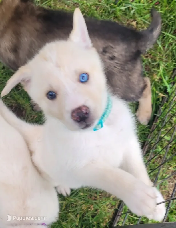Teal Girl – German Shepherd Dog, Siberian Husky puppy for sale in Holton, MI