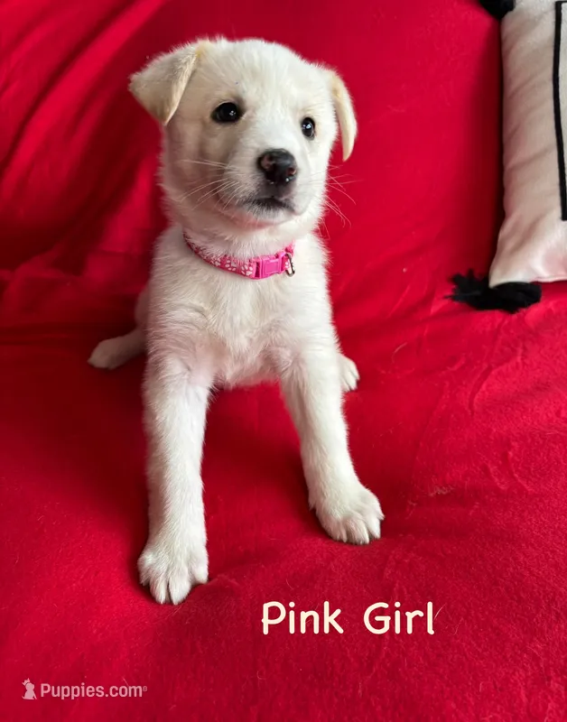 Pink Girl – German Shepherd Dog, Siberian Husky puppy for sale in Holton, MI
