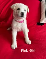 Pink Girl, a female German Shepherd Dog and Siberian Husky for sale in Holton, MI – 1 of 1