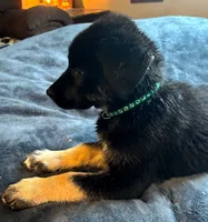 Shadow, a male German Shepherd Dog and Siberian Husky for sale in Holton, MI – 2 of 2