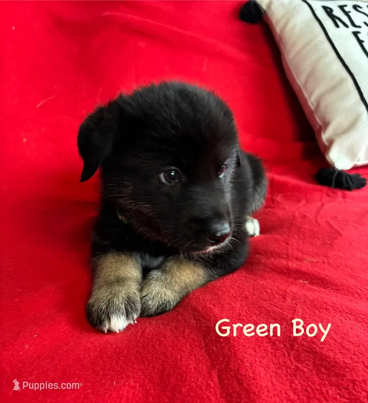 Green Boy – German Shepherd Dog, Siberian Husky puppy for sale in Holton, MI