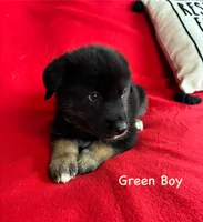 Green Boy, a male German Shepherd Dog and Siberian Husky for sale in Holton, MI – 1 of 1