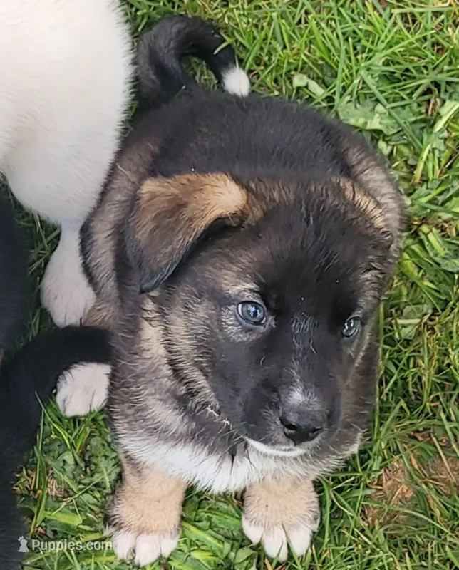 Brown Girl – German Shepherd Dog, Siberian Husky puppy for sale in Holton, MI