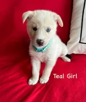 Teal Girl, a female German Shepherd Dog and Siberian Husky for sale in Holton, MI – 1 of 1