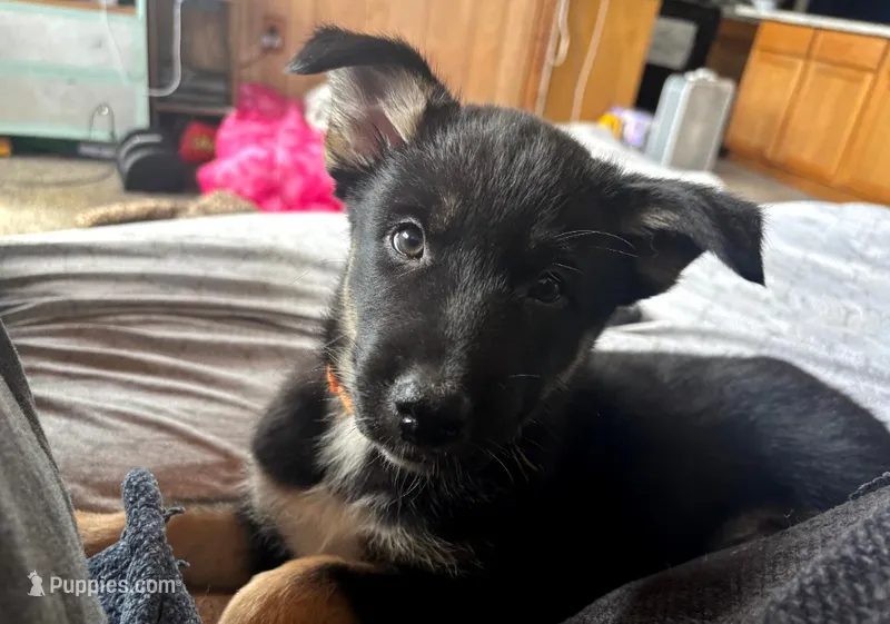 Orange Girl – German Shepherd Dog, Siberian Husky puppy for sale in Holton, MI
