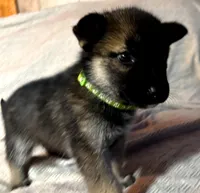 Green Boy, a female German Shepherd Dog and Siberian Husky for sale in Holton, MI – Photo 2 of 2