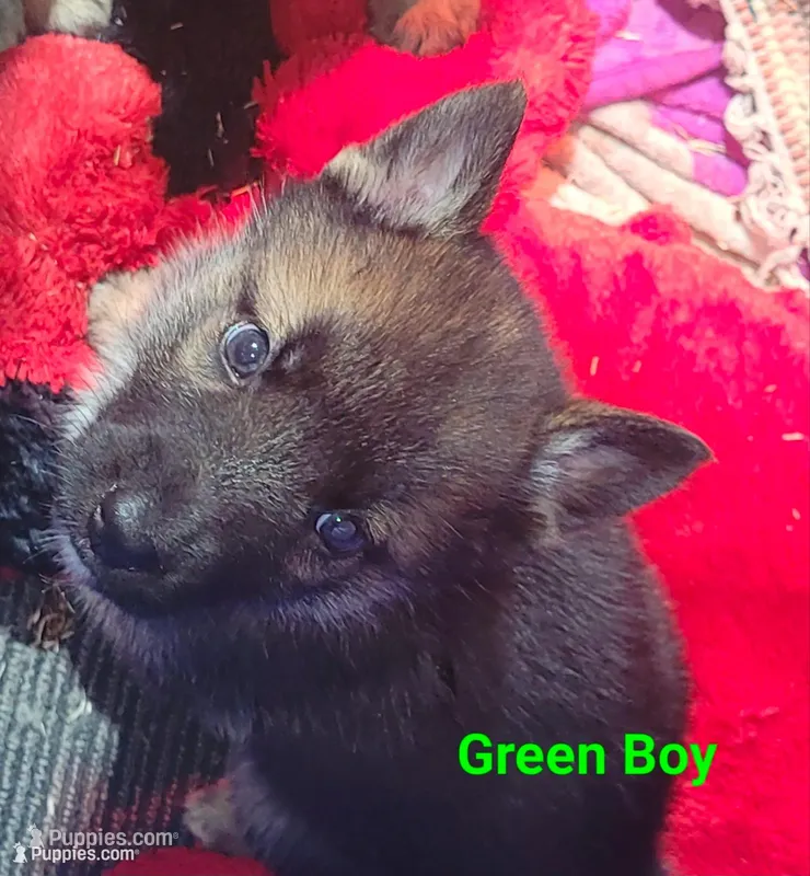 Green Boy – German Shepherd Dog, Siberian Husky puppy for sale in Holton, MI