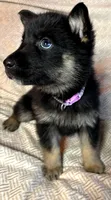 Purple Girl, a female German Shepherd Dog and Siberian Husky for sale in Holton, MI – Photo 2 of 2