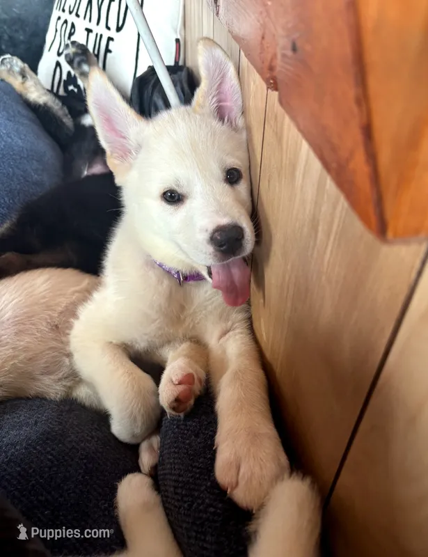 Purple Girl – German Shepherd Dog, Siberian Husky puppy for sale in Holton, MI