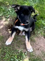Gabrielle, a female German Shepherd Dog and Siberian Husky for sale in Holton, MI – 2 of 7