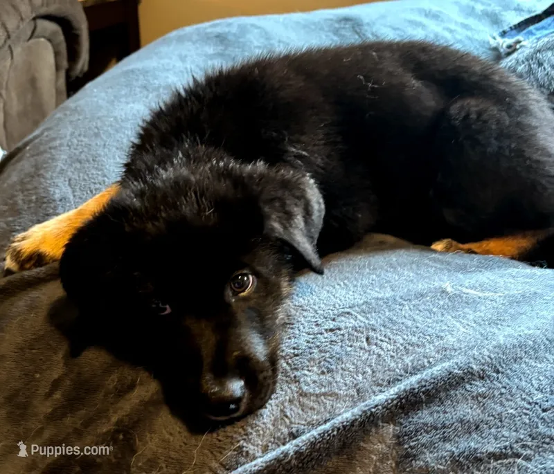 Shadow – German Shepherd Dog, Siberian Husky puppy for sale in Holton, MI