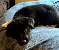 Shadow, a male German Shepherd Dog and Siberian Husky for sale in Holton, MI – 1 of 2