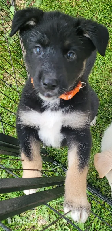 Orange Girl – German Shepherd Dog, Siberian Husky puppy for sale in Holton, MI