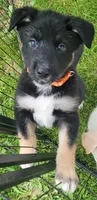 Gabrielle, a female German Shepherd Dog and Siberian Husky for sale in Holton, MI – 5 of 7