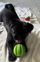 Sheba , a female Pug for sale in Palo Alto, CA – 4 of 5