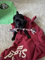 Sheba , a female Pug for sale in Palo Alto, CA – 3 of 5