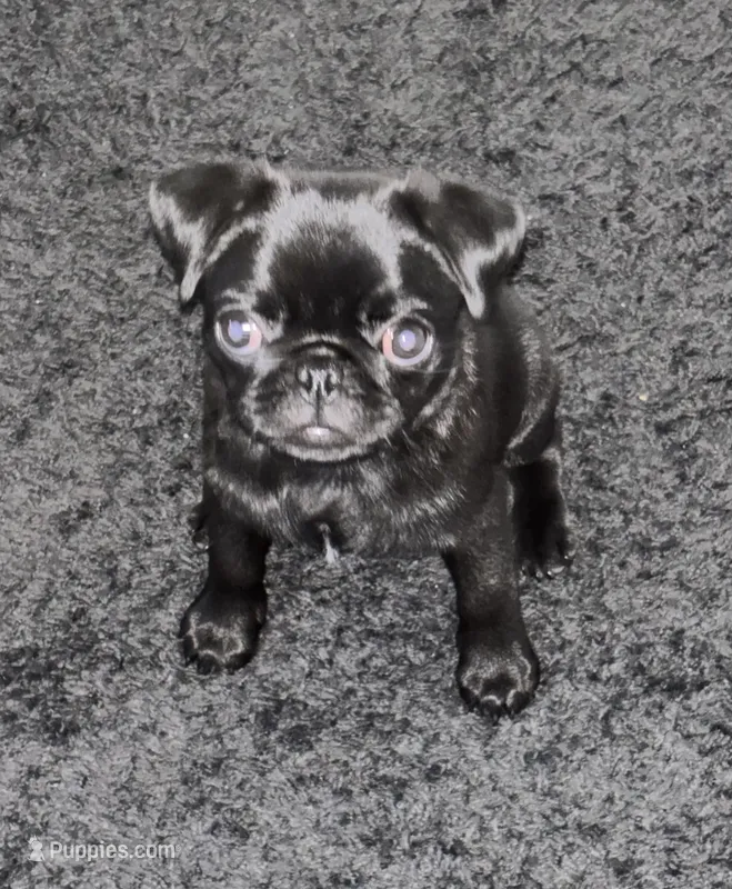 Sheba  – Pug puppy for sale in Palo Alto, CA