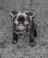 Sheba , a female Pug for sale in Palo Alto, CA – 1 of 5