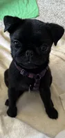 Sheba , a female Pug for sale in Palo Alto, CA – 2 of 5