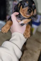 Dylan , a male Miniature Dachshund for sale in Cleveland, OH – Photo 1 of 3