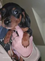 Dylan , a male Miniature Dachshund for sale in Cleveland, OH – Photo 2 of 3