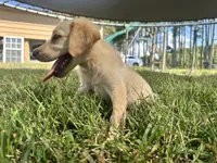 Roger , a male Labrador Retriever for sale in Spring Hope, NC – 2 of 2