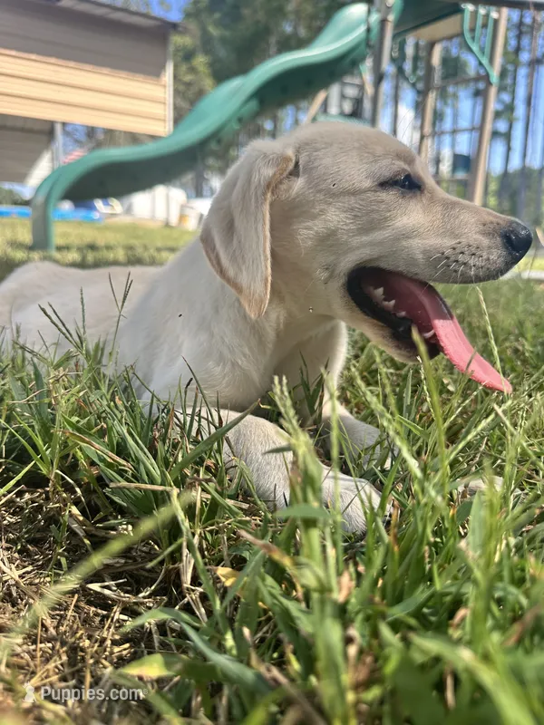 Chloe – Labrador Retriever puppy for sale in Spring Hope, NC