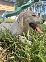 Chloe, a female Labrador Retriever for sale in Spring Hope, NC – 1 of 2