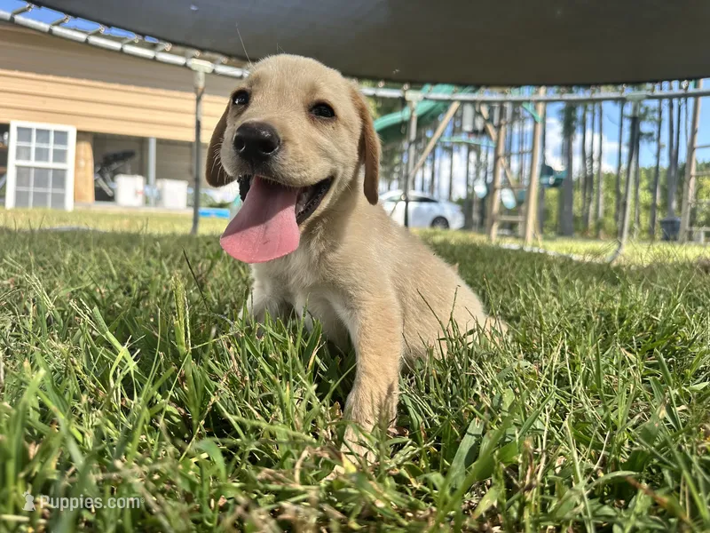 Roger  – Labrador Retriever puppy for sale in Spring Hope, NC