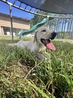 Chloe, a female Labrador Retriever for sale in Spring Hope, NC – 2 of 2