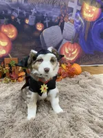 James, a male Australian Shepherd for sale in Louisville, KY – 4 of 5