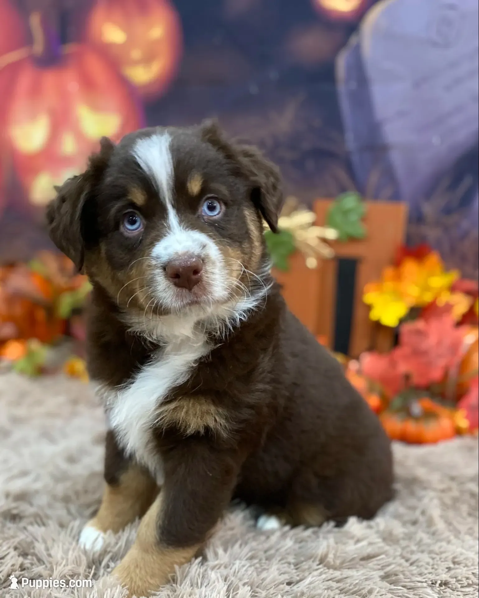 London, a female Australian Shepherd for sale in Louisville, KY – 2 of 5