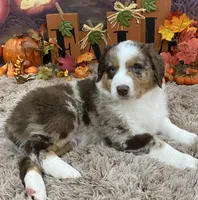 Bartlyes, a male Australian Shepherd for sale in Louisville, KY – 4 of 5
