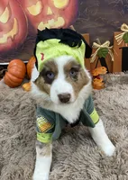 Bartlyes, a male Australian Shepherd for sale in Louisville, KY – 2 of 5