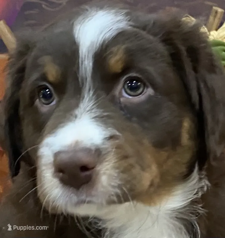 Sweet pea, a female Australian Shepherd for sale in Louisville, KY – 1 of 5