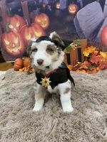 James, a male Australian Shepherd for sale in Louisville, KY – 5 of 5