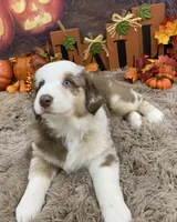 James, a male Australian Shepherd for sale in Louisville, KY – 3 of 5