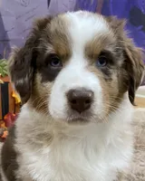 Bartlyes, a male Australian Shepherd for sale in Louisville, KY – 3 of 5