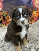 London, a female Australian Shepherd for sale in Louisville, KY – 4 of 5