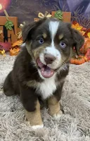 London, a female Australian Shepherd for sale in Louisville, KY – 5 of 5