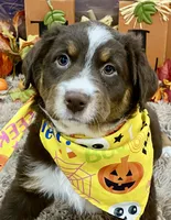 Sweet pea, a female Australian Shepherd for sale in Louisville, KY – 2 of 5