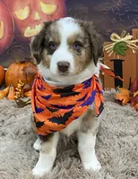 Bartlyes, a male Australian Shepherd for sale in Louisville, KY – 1 of 5