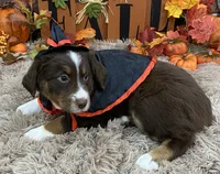 Sweet pea, a female Australian Shepherd for sale in Louisville, KY – 4 of 5